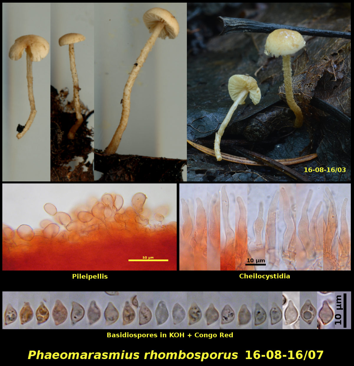 Picture of <i>Phaeomarasmius rhombosporus</i>